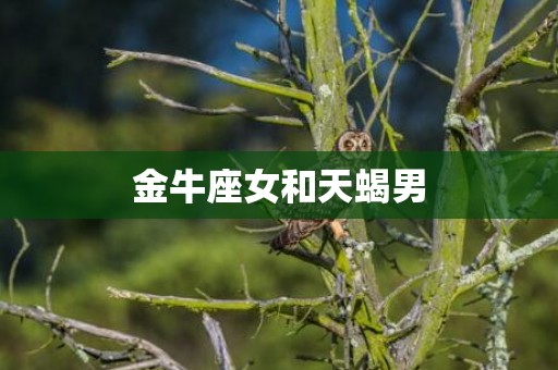 金牛座女和天蝎男