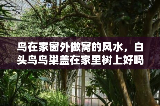 鸟在家窗外做窝的风水，白头鸟鸟巢盖在家里树上好吗