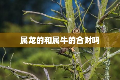 属龙的和属牛的合财吗