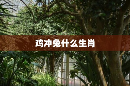 鸡冲兔什么生肖
