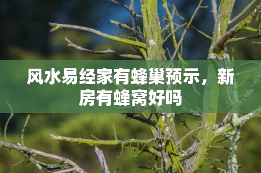 风水易经家有蜂巢预示，新房有蜂窝好吗