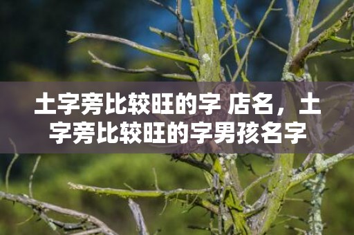 土字旁比较旺的字 店名，土字旁比较旺的字男孩名字