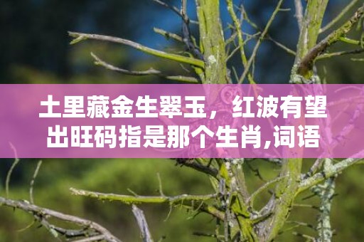 土里藏金生翠玉，红波有望出旺码指是那个生肖,词语释义解释落实