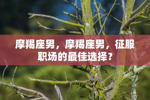 摩羯座男，摩羯座男，征服职场的最佳选择？
