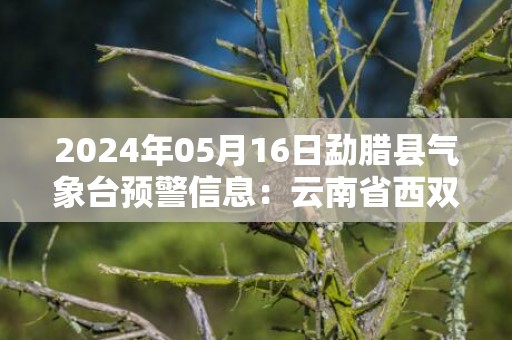 2024年05月16日勐腊县气象台预警信息：云南省西双版纳傣族自治州勐腊县发布暴雨橙色预警