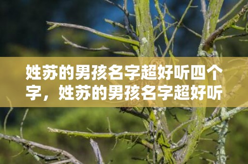 姓苏的男孩名字超好听四个字，姓苏的男孩名字超好听，苏氏男孩起名大全