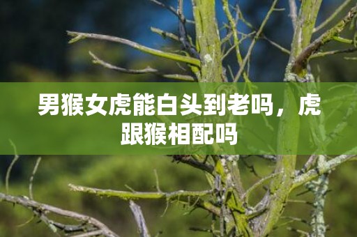 男猴女虎能白头到老吗，虎跟猴相配吗