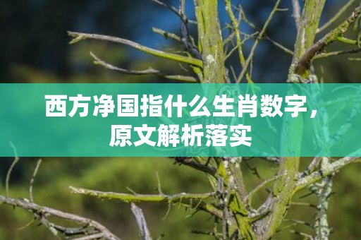 西方净国指什么生肖数字，原文解析落实
