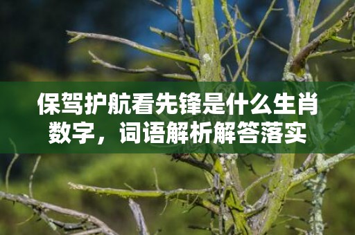 保驾护航看先锋是什么生肖数字，词语解析解答落实
