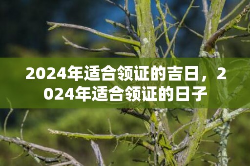 2024年适合领证的吉日，2024年适合领证的日子