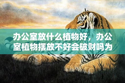 办公室放什么植物好，办公室植物摆放不好会破财吗为什么