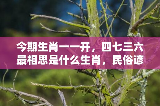 今期生肖一一开，四七三六最相思是什么生肖，民俗谚语解释落实插图