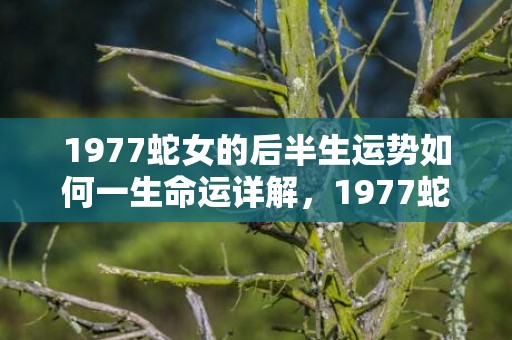 1977蛇女的后半生运势如何一生命运详解，1977蛇女的后半生感情如何