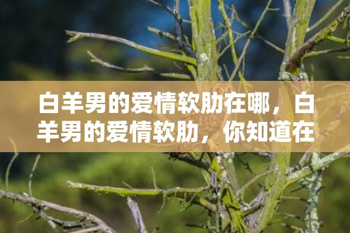 白羊男的爱情软肋在哪，白羊男的爱情软肋，你知道在哪吗？