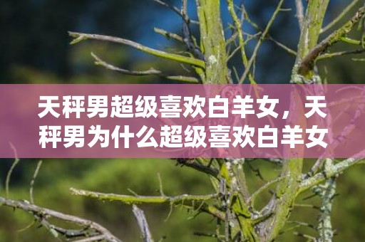 天秤男超级喜欢白羊女，天秤男为什么超级喜欢白羊女？