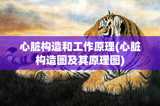 心脏构造和工作原理(心脏构造图及其原理图)