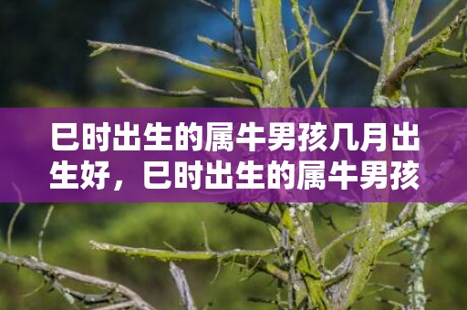 巳时出生的属牛男孩几月出生好，巳时出生的属牛男孩该取什么名字