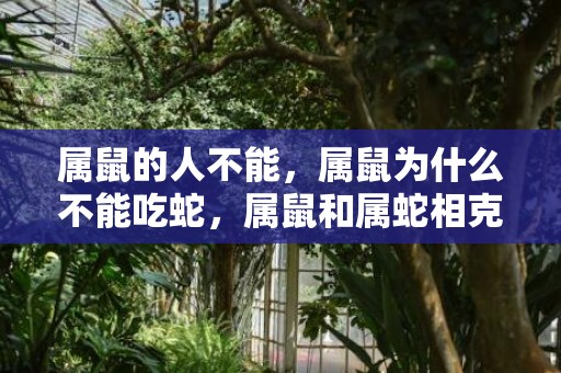 属鼠的人不能，属鼠为什么不能吃蛇，属鼠和属蛇相克吗