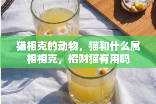 猫相克的动物，猫和什么属相相克，招财猫有用吗