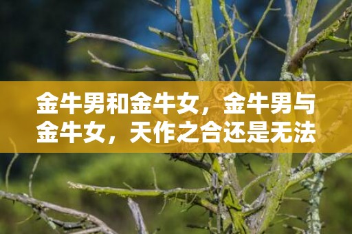 金牛男和金牛女，金牛男与金牛女，天作之合还是无法相容？