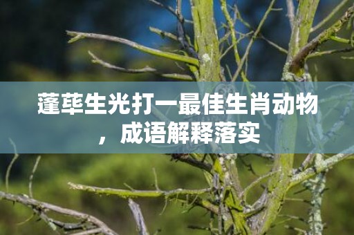蓬荜生光打一最佳生肖动物，成语解释落实