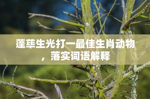 蓬荜生光打一最佳生肖动物，落实词语解释