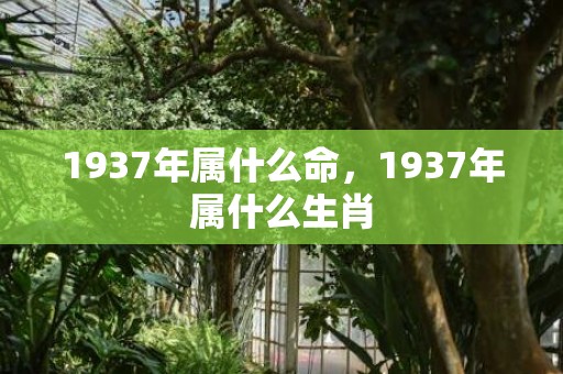 1937年属什么命，1937年属什么生肖