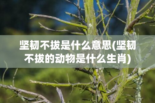坚韧不拔是什么意思(坚韧不拔的动物是什么生肖)