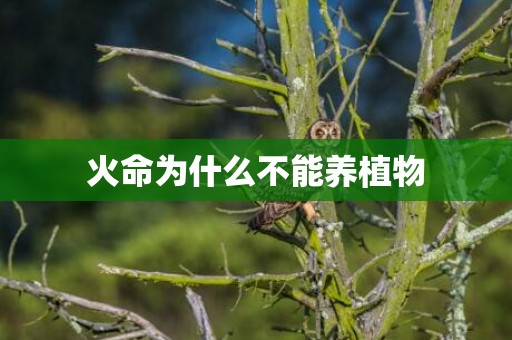 火命为什么不能养植物