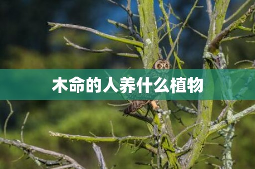 木命的人养什么植物