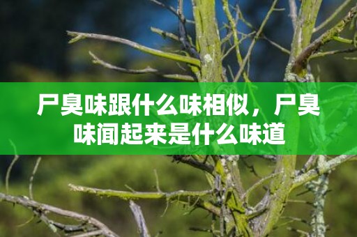 尸臭味跟什么味相似，尸臭味闻起来是什么味道