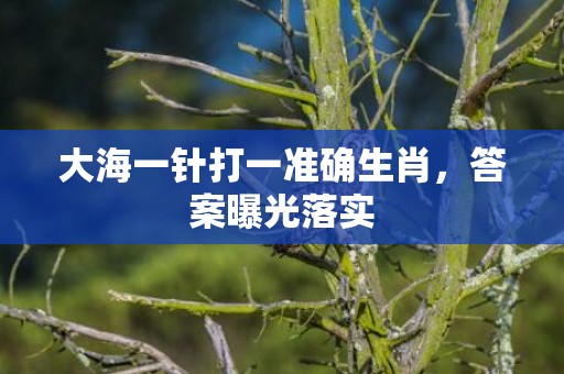 大海一针打一准确生肖，答案曝光落实