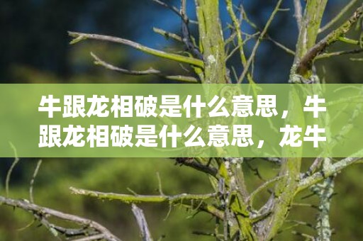 牛跟龙相破是什么意思，牛跟龙相破是什么意思，龙牛相破怎么化解