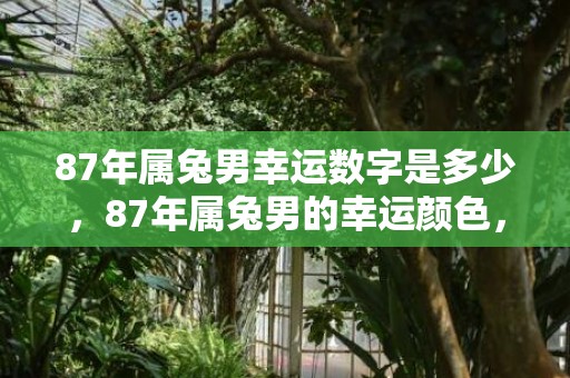 87年属兔男幸运数字是多少，87年属兔男的幸运颜色，1987属兔的终身幸运色