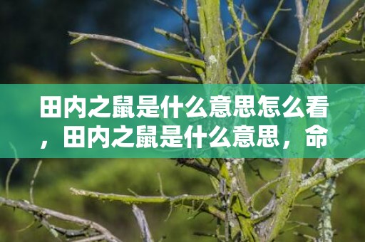 田内之鼠是什么意思怎么看，田内之鼠是什么意思，命运好不好