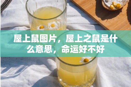 屋上鼠图片，屋上之鼠是什么意思，命运好不好
