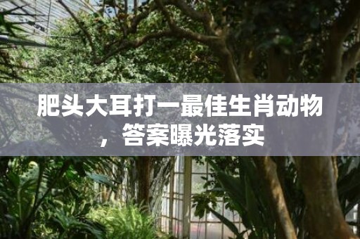 肥头大耳打一最佳生肖动物，答案曝光落实