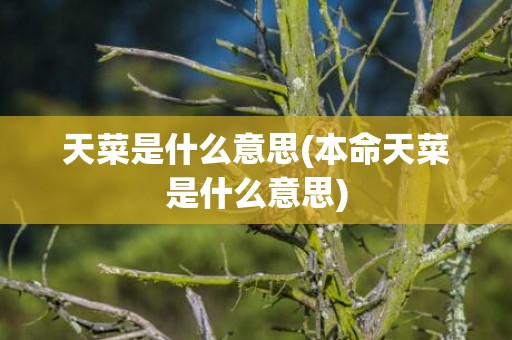 天菜是什么意思(本命天菜是什么意思)