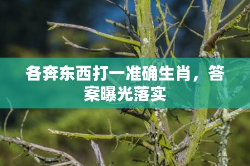 各奔东西打一准确生肖，答案曝光落实