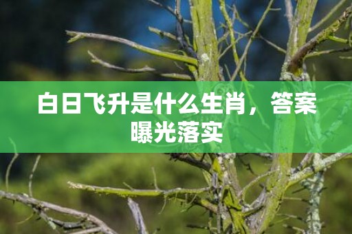 白日飞升是什么生肖，答案曝光落实