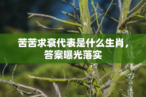 苦苦求衰代表是什么生肖，答案曝光落实