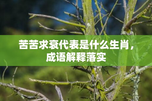 苦苦求衰代表是什么生肖，成语解释落实