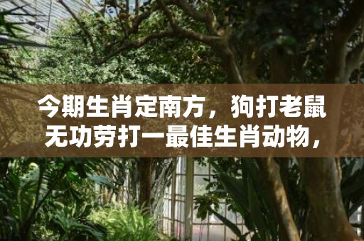 今期生肖定南方，狗打老鼠无功劳打一最佳生肖动物，落实词语解释