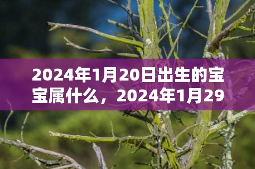 2024年1月20日出生的宝宝属什么，2024年1月29日出生的宝宝好不好