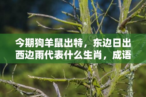 今期狗羊鼠出特，东边日出西边雨代表什么生肖，成语释义解释落实
