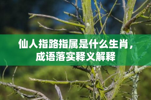 仙人指路指属是什么生肖，成语落实释义解释