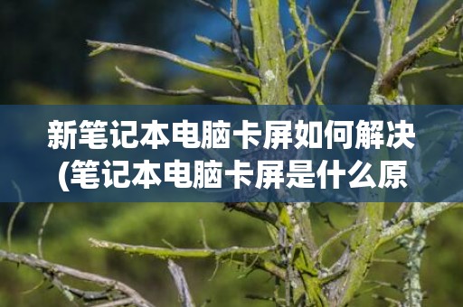 新笔记本电脑卡屏如何解决(笔记本电脑卡屏是什么原因)