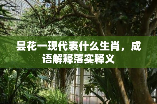 昙花一现代表什么生肖，成语解释落实释义