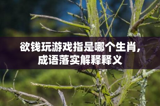 欲钱玩游戏指是哪个生肖,成语落实解释释义