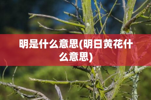 明是什么意思(明日黄花什么意思)